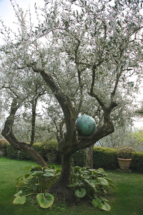 Bronze sphere sculpture in situ nestled in olive tree