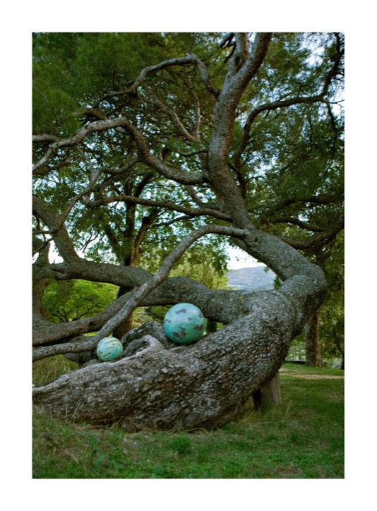 Bronze sphere sculptures in situ cradled in ancient tree trunk